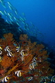 From a trip to Tubbataha last summer, the first time I ever shot wide angle. It was a steep learning curve but by the end of the trip I got a few photos that I'm very happy with including this one.