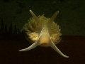 Some playing with the snoot yesterday. These Aeolidia papillosa was willing to pose.....