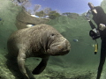 Manatee at Crystal River being photographed by fans.