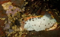 Jorunna funebris