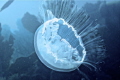 These jellyfish are so plentiful its difficult to swim through them.
Fabulous and rather majestic subjects with no brain and no eyes..