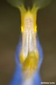 Ribbon Eel @ f2.8