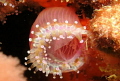 This is a Jewel Anemone taken on macro and used focus light to get the glow effect