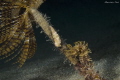 HIPPOCAMPUS RAMULOSUS
Olympus E-PL2 - Panasonic Leica 45mm macro
2x Inon S2000