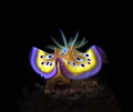 beautiful Nudibranch