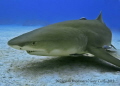 Laying on the Sand,last dive of the trip at Sharks Paradise,The Lemon Sharks come to inspect...