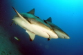 Synchronized sharks in Jardines de la reina