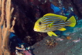Gaterin à rubans  - Plectorhinchus - Sous-groupe : Haemulidés
Indo-Pacifique tropical, Indonésie