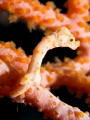 Pigmy