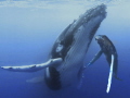 whales