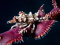 Xenon crab