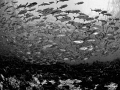 Fotteyo Kandu, Maldives D300, aquatica housing, 10,5 mm + 2 x inon z240