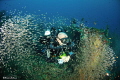 Fesdu wreck
