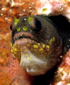goby
