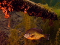 Pumpkin seed sunfish showing off its colors. Zebra mussels hang from an old pipe.
Dutch springs Nazareth, PA