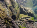 Large mouth bass hanging on there nest.
It looks like they are checking me out more than I am checking them out.