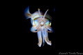 Squid at night