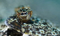 eye of sole. D300, aquatic housing- 105 micro + 2x inon z240