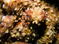 Octopus portrait