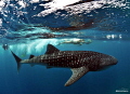whale shark