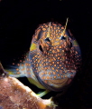 goby in lair
