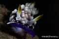Nudis