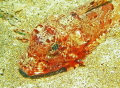 Bluefin Gurnard, Mossel Bay, South Africa