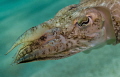During a summer holiday shallow water dive with my daughter this sepia suddenly decided to go along with us for a few minutes before disappearing. The picture is slightly cropped.