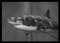 Great White Shark
