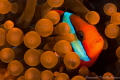 Tomato Clownfish