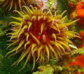 False Plum Anemone, Mossel Bay, SA