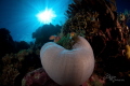 Anemone on a wall with sunburst.  Canon 5d mk II, Canon 15mm, 2 Ikelite ds125 strobes, 1/200, f10, iso100