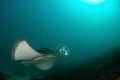 Smooth Ray Bicheno, Tasmania, Australi