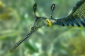 First attempt at u/w photography, and one of my favourite little critters, Weedy Sea Dragon.
Photo was taken at Flinders Pier in Victoria, Australia.