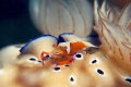 Emperor Shrimp on two Chromodoris Leopardus Nudies