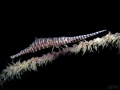 Blue&white sawblade. 
f8, 1/125. 
This sawblade is at the size of a normal shrimp; which is not normal as their size is generally of a toothpick.