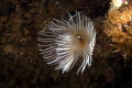Star Horseshoe Worm on the Big Coral Knoll off the beach in Fort Lauderdale.