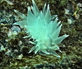 nubribranch found in Edmonds Marine Park. taken with a sea n sea DX-G1 with single strobe YS-110a.