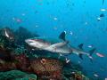 a reef shark in Komodo
