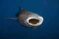 I'm a very hungry whaleshark.