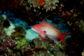 my chromis