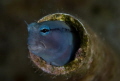 d80 makro in eilat