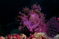 king of sea