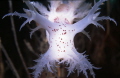 Close encounters of the nudi kind. Dendronotus lacteus, Calf Sound, Isle of Man. Nikonos V with extension tubes and SB105 strobe. Scanned from slide.