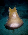cute fish