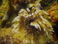 Social Feather Duster @ Crash Boat Beach, Aguadilla, P.R.
Using Intova IC14, Wide Angke Lens and IFRed Filter. Depth 25 feet, vis <20 feet, sunny skies, but the water was full of particles and a strong current South to North