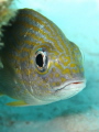 Nice fish in Bonaire