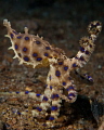 Saw two Blue rings on this dive! Just amazing!