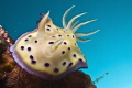 Nudi in the blue