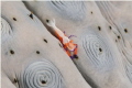 Empereur shrimp on sea cucomber. kalabahi bay, Alor archipelago.